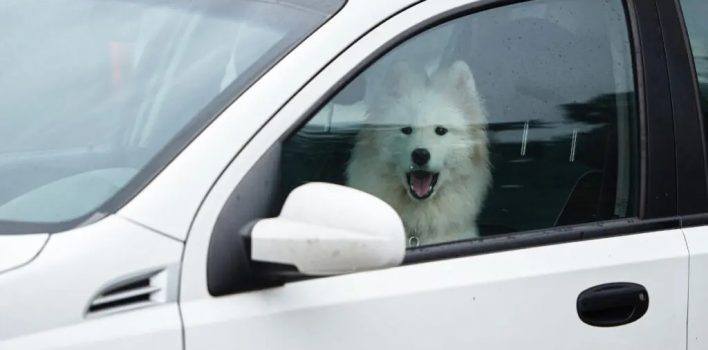 Deixar o animal sozinho no carro pode gerar multas de trânsito?