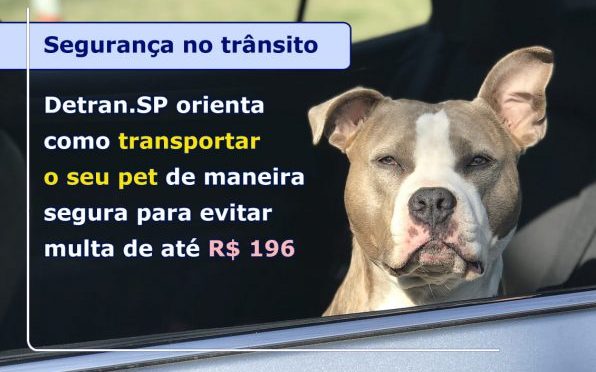 DETRAN.SP ORIENTA COMO TRANSPORTAR O SEU PET DE MANEIRA SEGURA PARA EVITAR MULTA DE ATÉ R$ 196