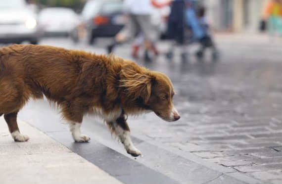 Agora é lei em SP: se atropelar animal, motorista terá que socorrê-lo